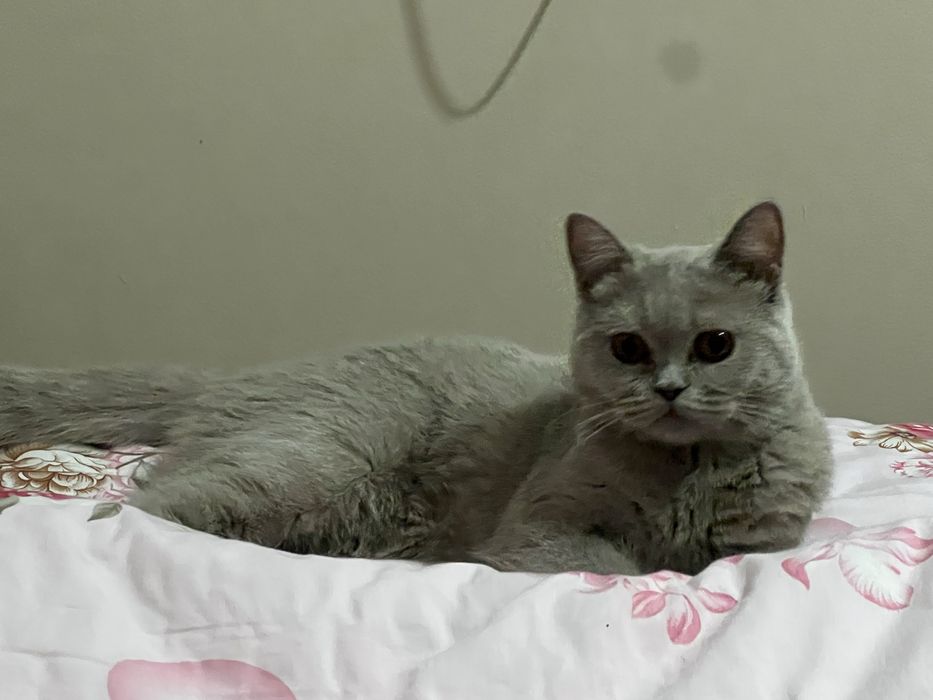 Продам стерилизованную кошку