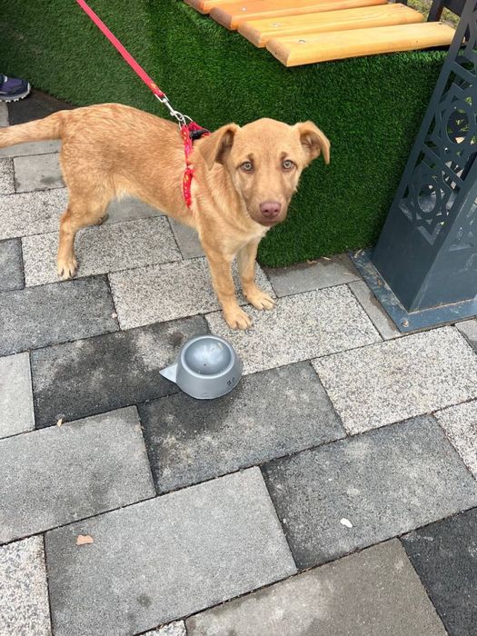 Ищем семью для Милочки