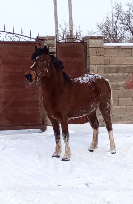 Продам жирную бие с откорма.