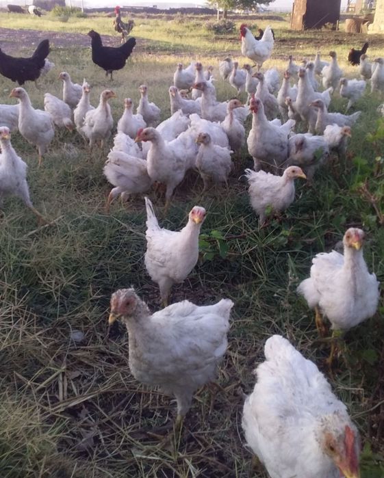 Jujalar sotiladi hammasi sog'lom