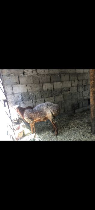 Арашан козы кошкар