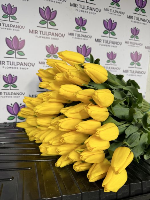Тюльпаны оптом от Мир Тюльпанов