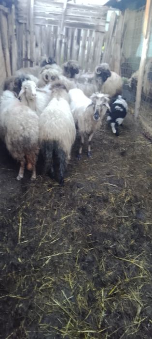 Oi de vânzare  de lapte