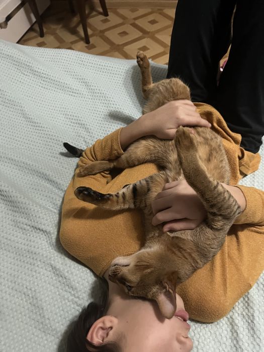 Продам кота