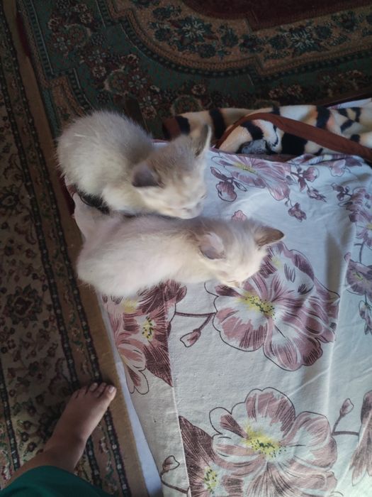 Кошечка 1,5 месяца