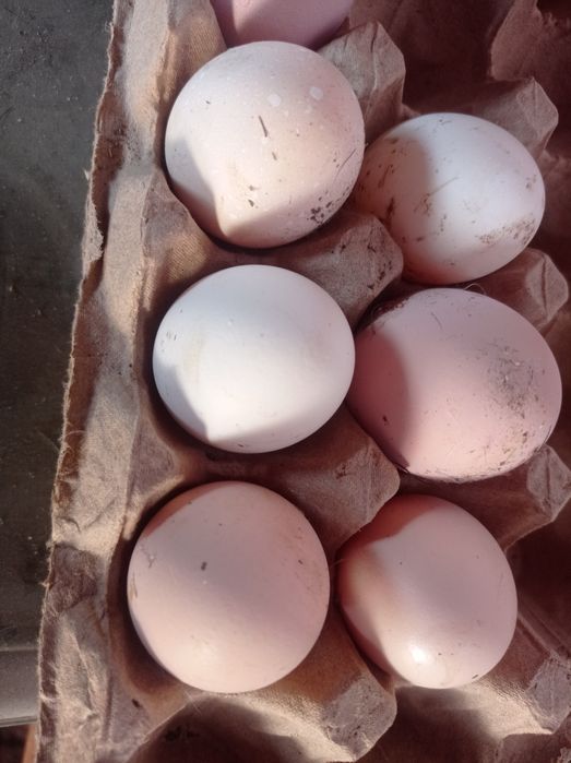 Продам инкубационные яйца