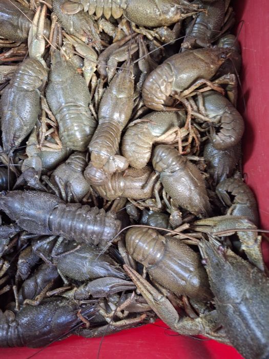 Продам раки живые