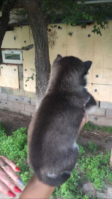 Девочка хаски по реальной цене