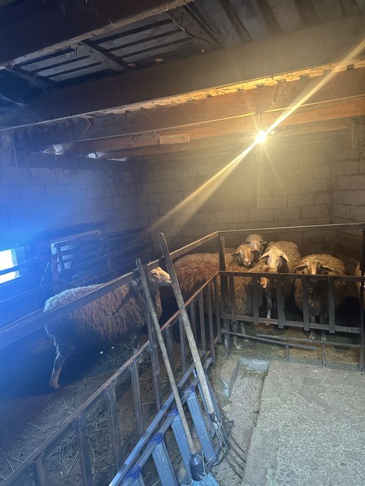 Продам котных баранов.