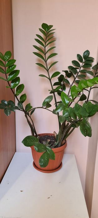 Цветок Замиокулькас