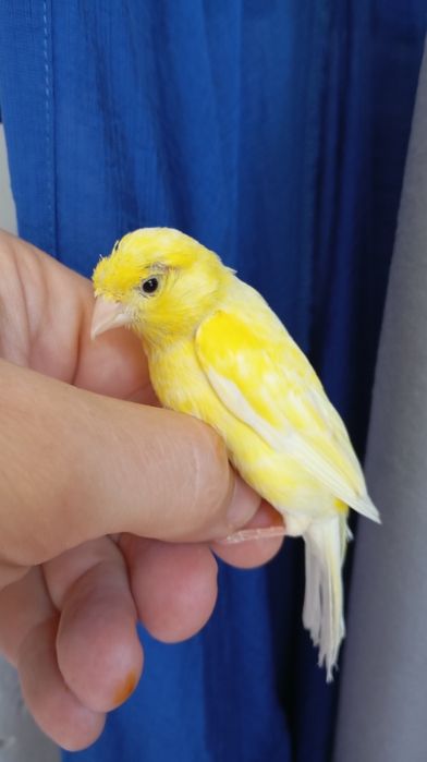 Продам Канарейку