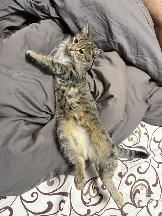 Отдам кота даром