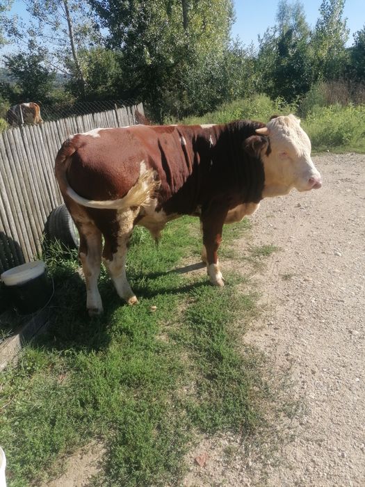 Vând taur junc rasa balanță românească pur