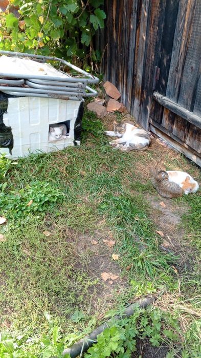 Котята в добрые руки