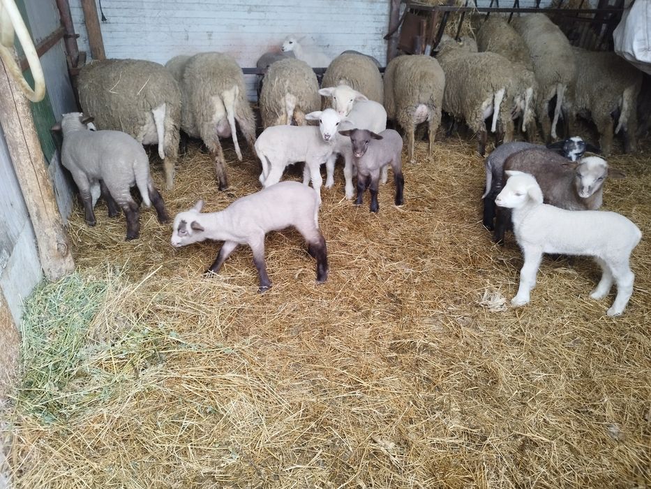 Oi cu mei și nutreț