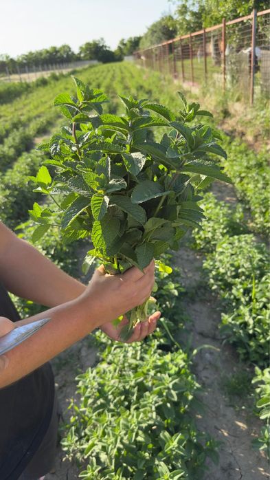 Vand stoloni de menta