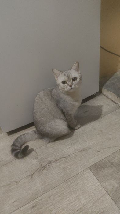 Кошка 9 месяцев.