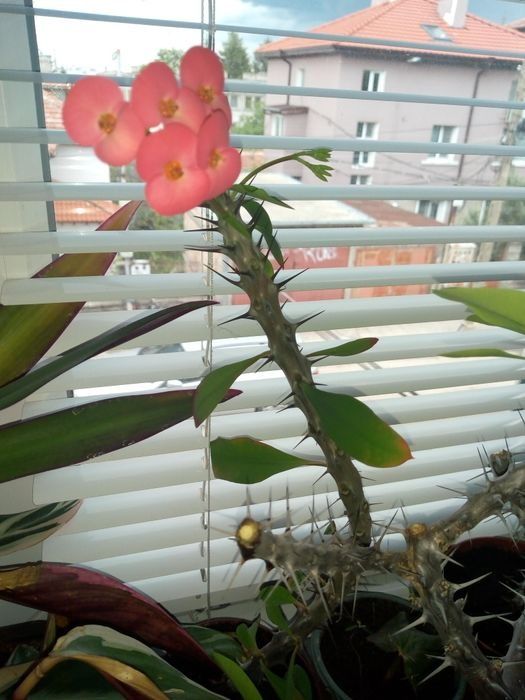 Палма драцена фраганс-110см.,коледниче,исусов венец,кротон,бамбук и др