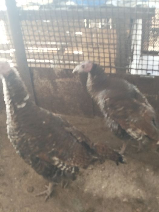 Продам индюшек...