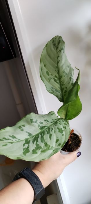 Аглаонема камуфляж