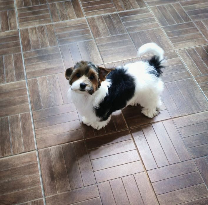 Щенок бивер йорка с документами