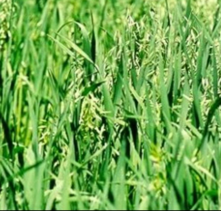 Samanta Certificata Mazare C1,Orzoaică C1,Ovaz  C1,Porumb, Floarea-soa