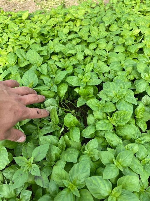 Rayxon Koʻchatlariga Zakaz Olamiz