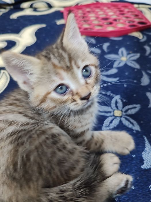 Домашний Котят, раздаю бесплатно