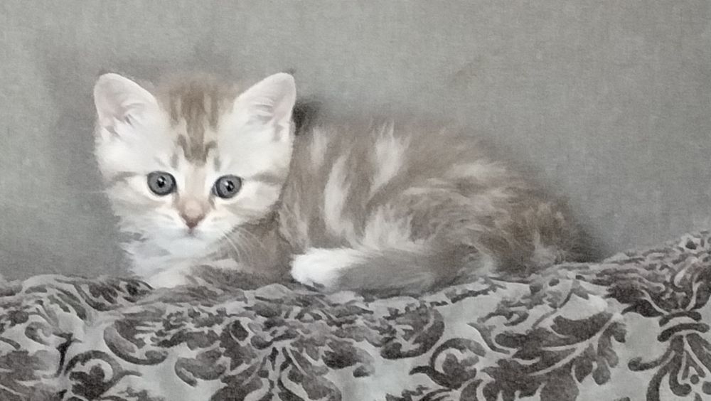 шотландские котята