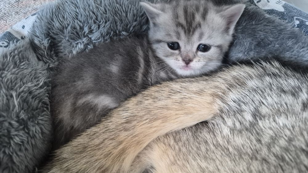 Котята шиншилла шотландские