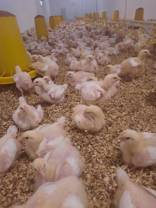 Бройлеры  Росс308