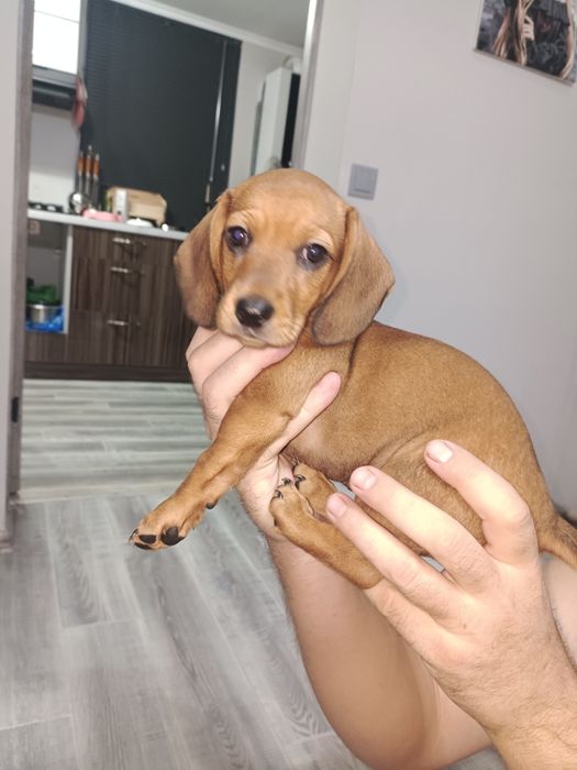 Такса девочка окрас рыжий