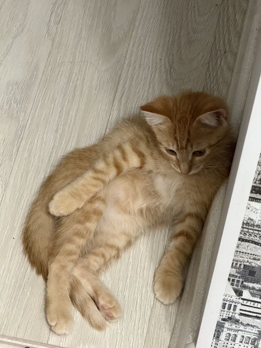 Котенок в добрые руки