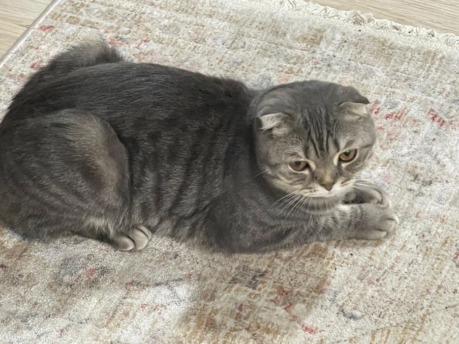 Кошка шотландская вислоухая