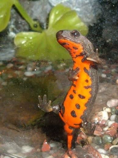 Огнебрюхий тритон