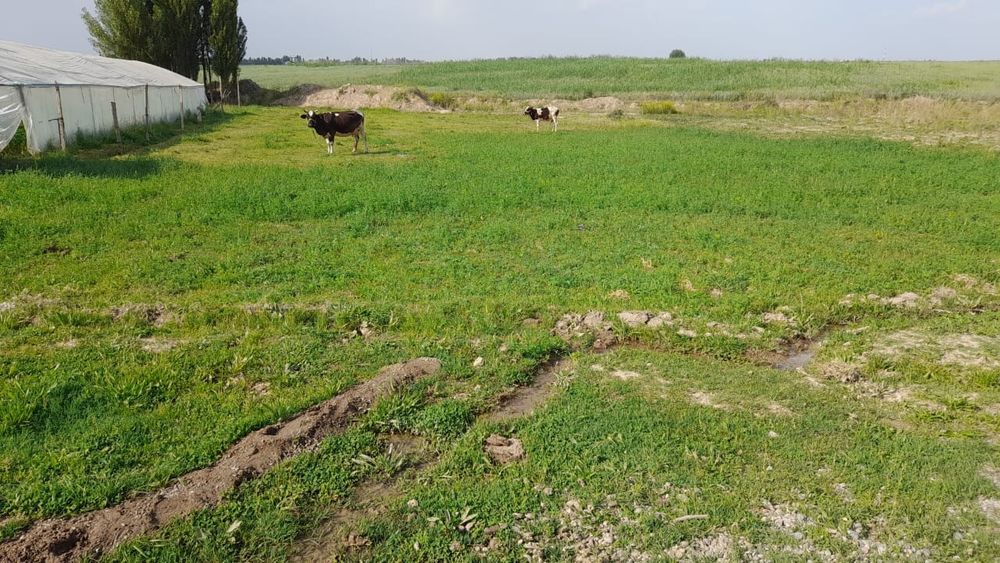 Tomorqa 10 sotiq yangi mahalla