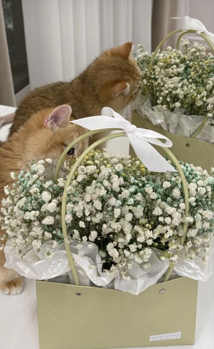 Котятa золoтыe шиншиллы для вас!