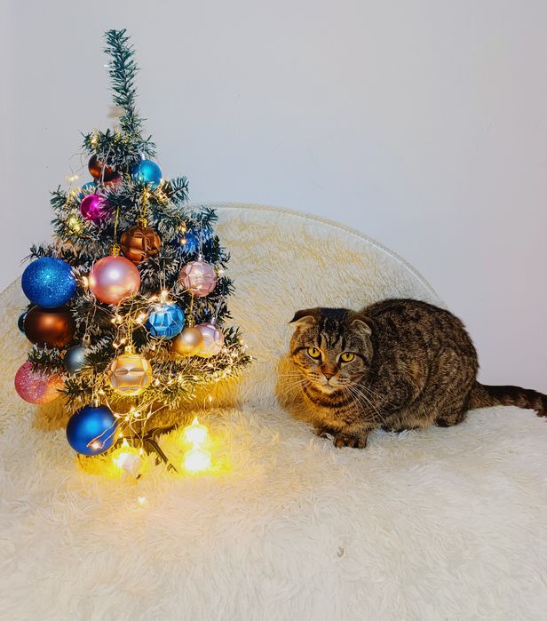 Вислоухая Кошка в добрые руки