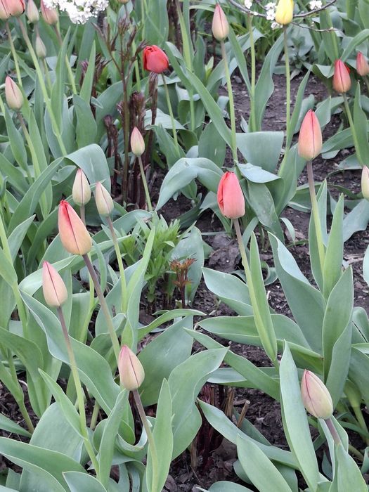 Продам тюльпаны садовые