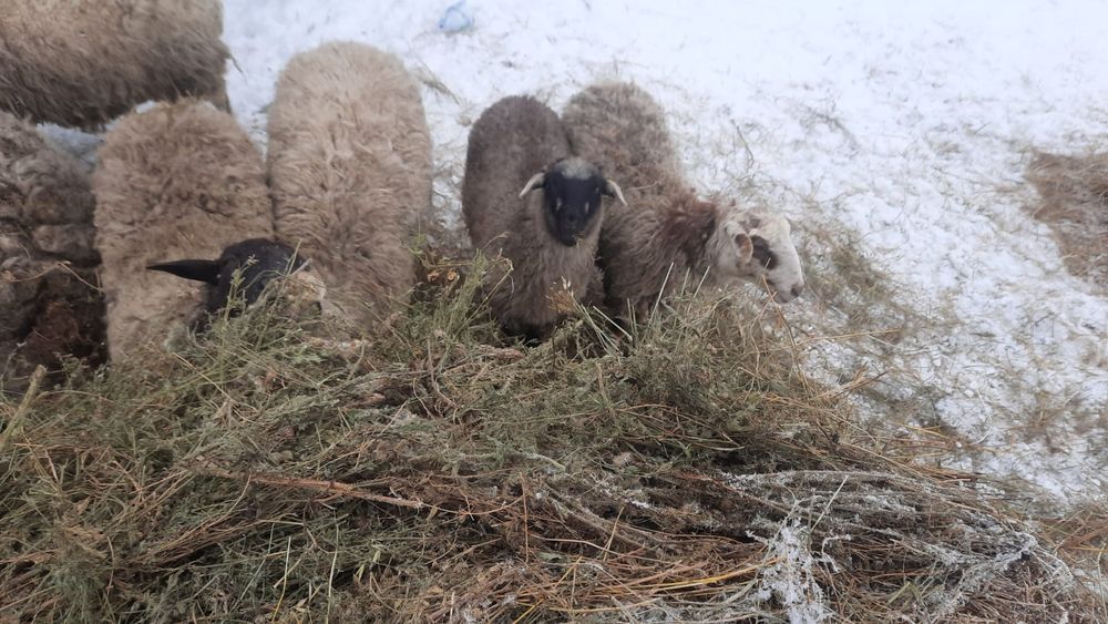 Продам 8 голов бараны