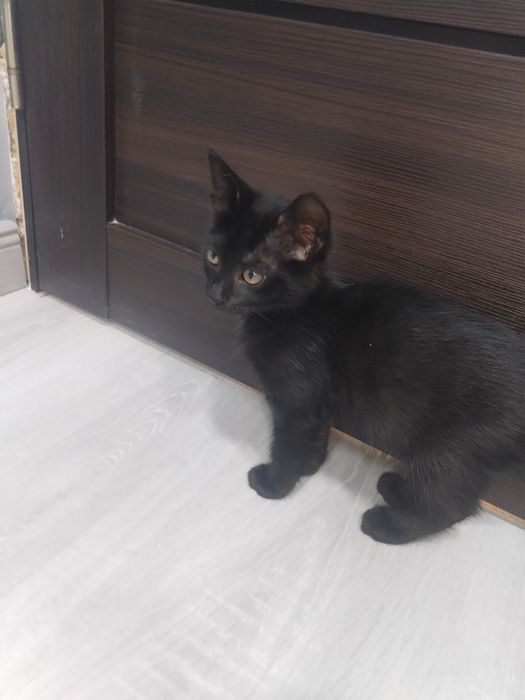 отдаём котят в добрые руки