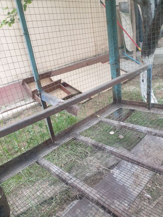Tovuqlar uchun Katak