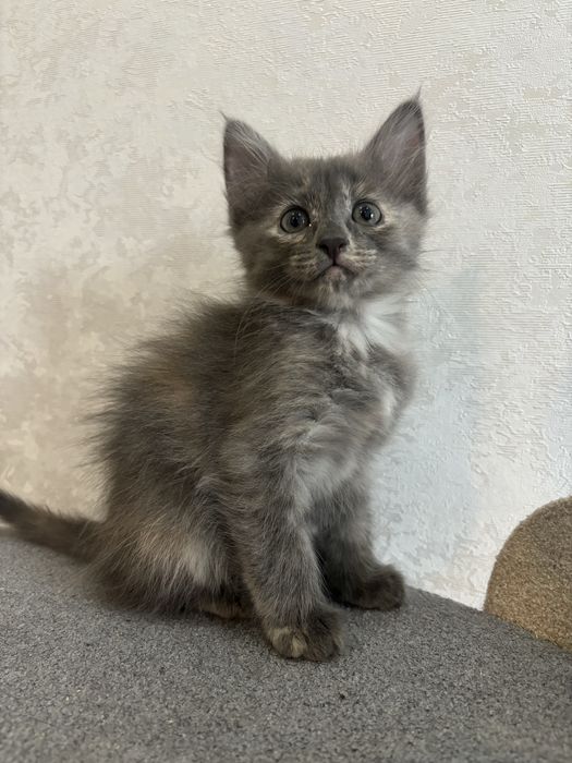 Котята в добрый руки