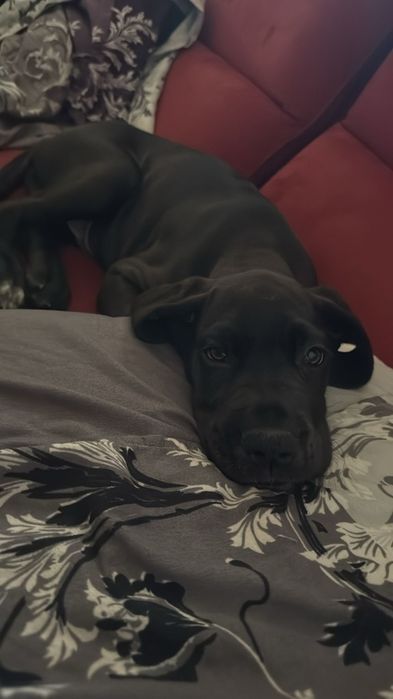 Mascul Great Dane , talie  dog gigant