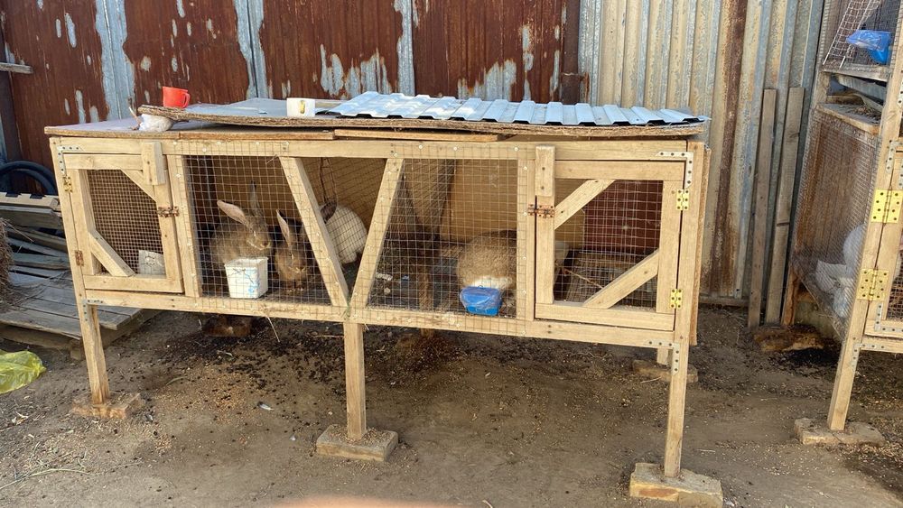 Қоян ұясымен сатылады