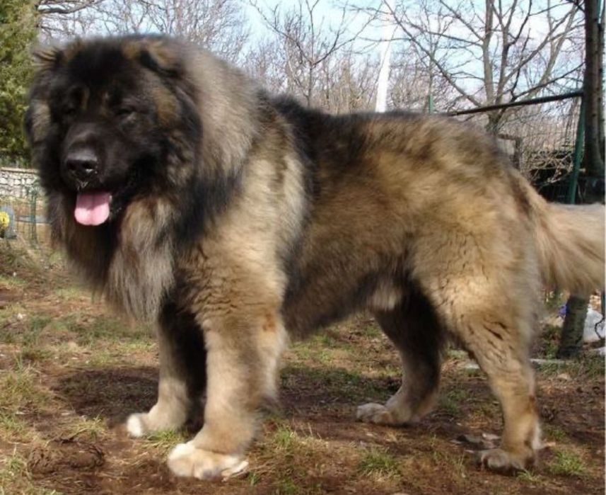 Кавказская овчарка