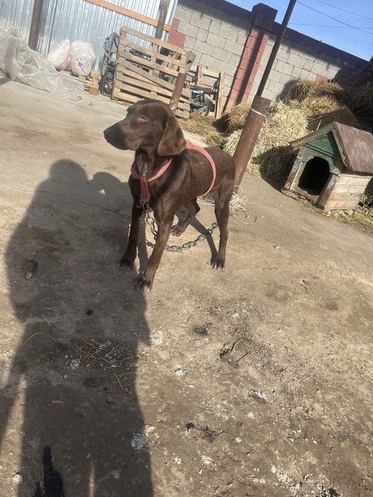 Продам сабаку куцхар