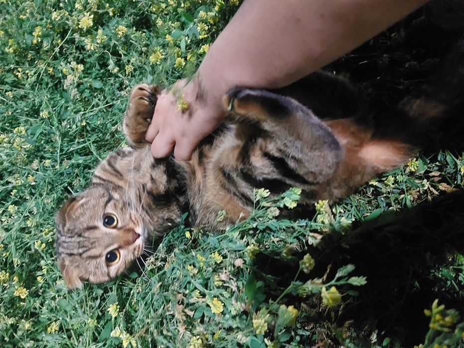 Отдам в добрые руки кошку