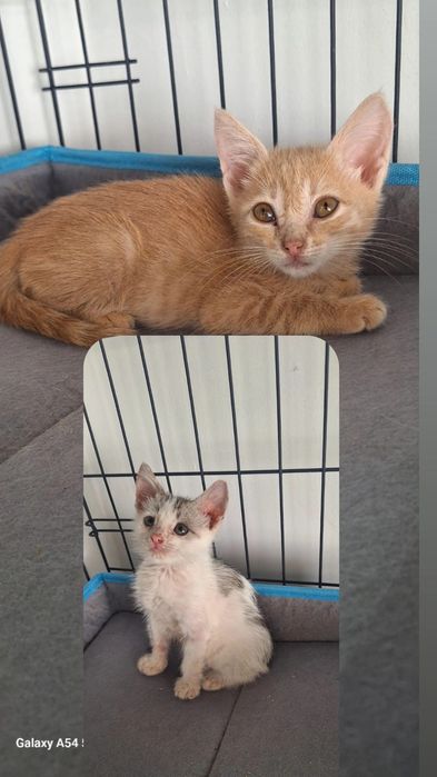 Котята в добрые руки ,мальчики