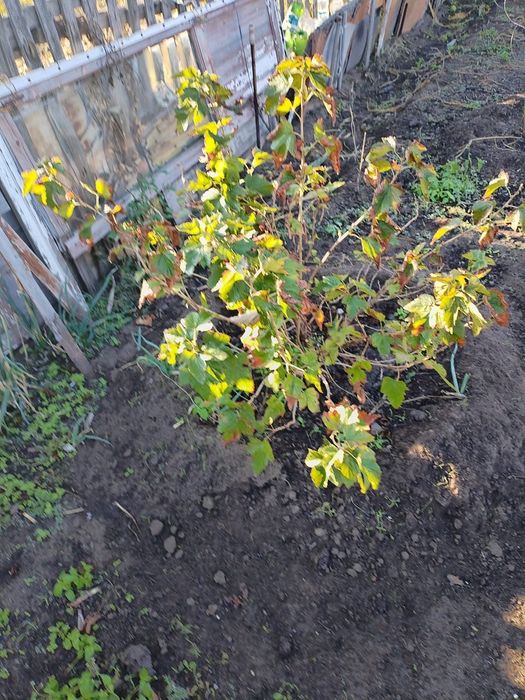 Продам дачу садоводство " яблонька"